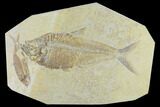 Diplomystus With Knightia Fossil Fish - Green River Formation #131218-1